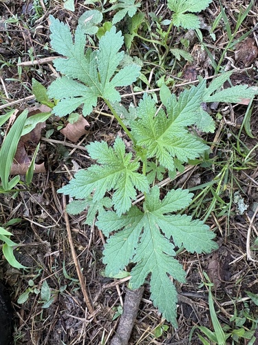 Japanese Hop (Humulus scandens)