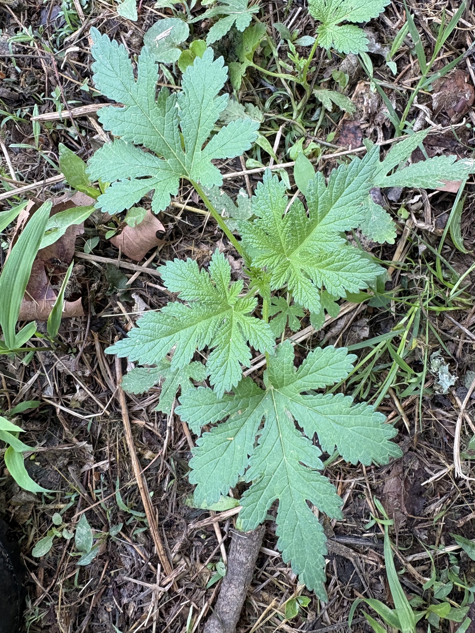 Japanese Hop (Humulus scandens)