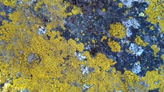 Candelariella coralliza