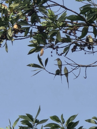White-throated Bee-eater