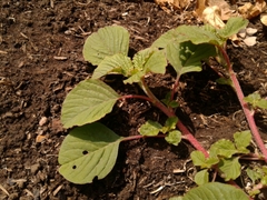 Amaranthus dubius