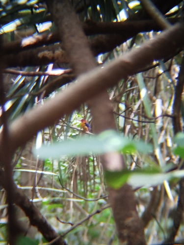 African Pygmy Kingfisher