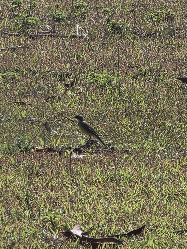 Western Yellow Wagtail
