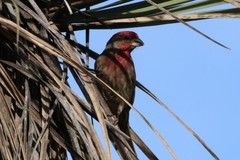 Haemorhous mexicanus