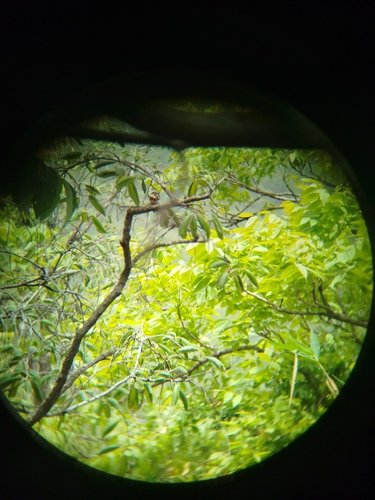 Senegal Batis