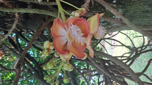 Cannonball Tree