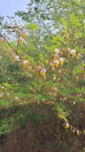 Small-leaf Sicklebush