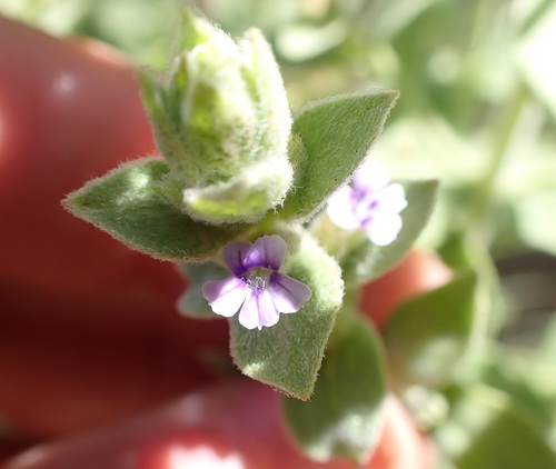 Stemodia lythrifolia