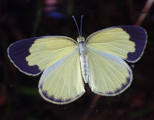 Common Grass Yellow