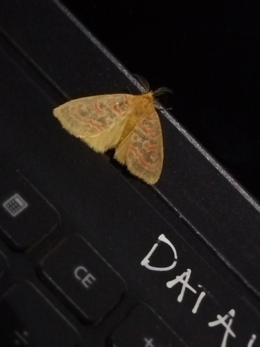 Euproctoides acrisia
