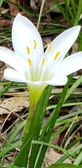 Zephyranthes atamasco