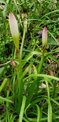 Zephyranthes atamasco