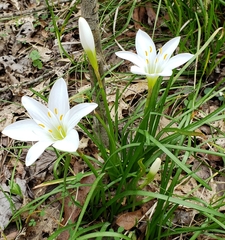 Zephyranthes atamasco