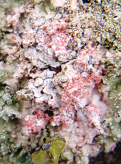 Marchandiomyces corallinus