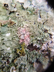 Marchandiomyces corallinus