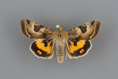 Heliothis australis