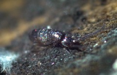 Pogonognathellus flavescens