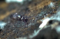 Pogonognathellus flavescens