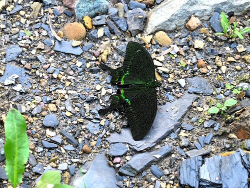 Paris Peacock Swallowtail