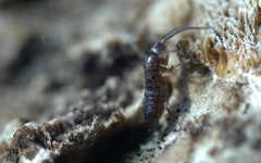 Pogonognathellus flavescens