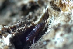 Pogonognathellus flavescens