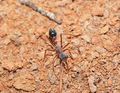 Myrmecia nigriceps