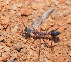 Myrmecia nigriceps