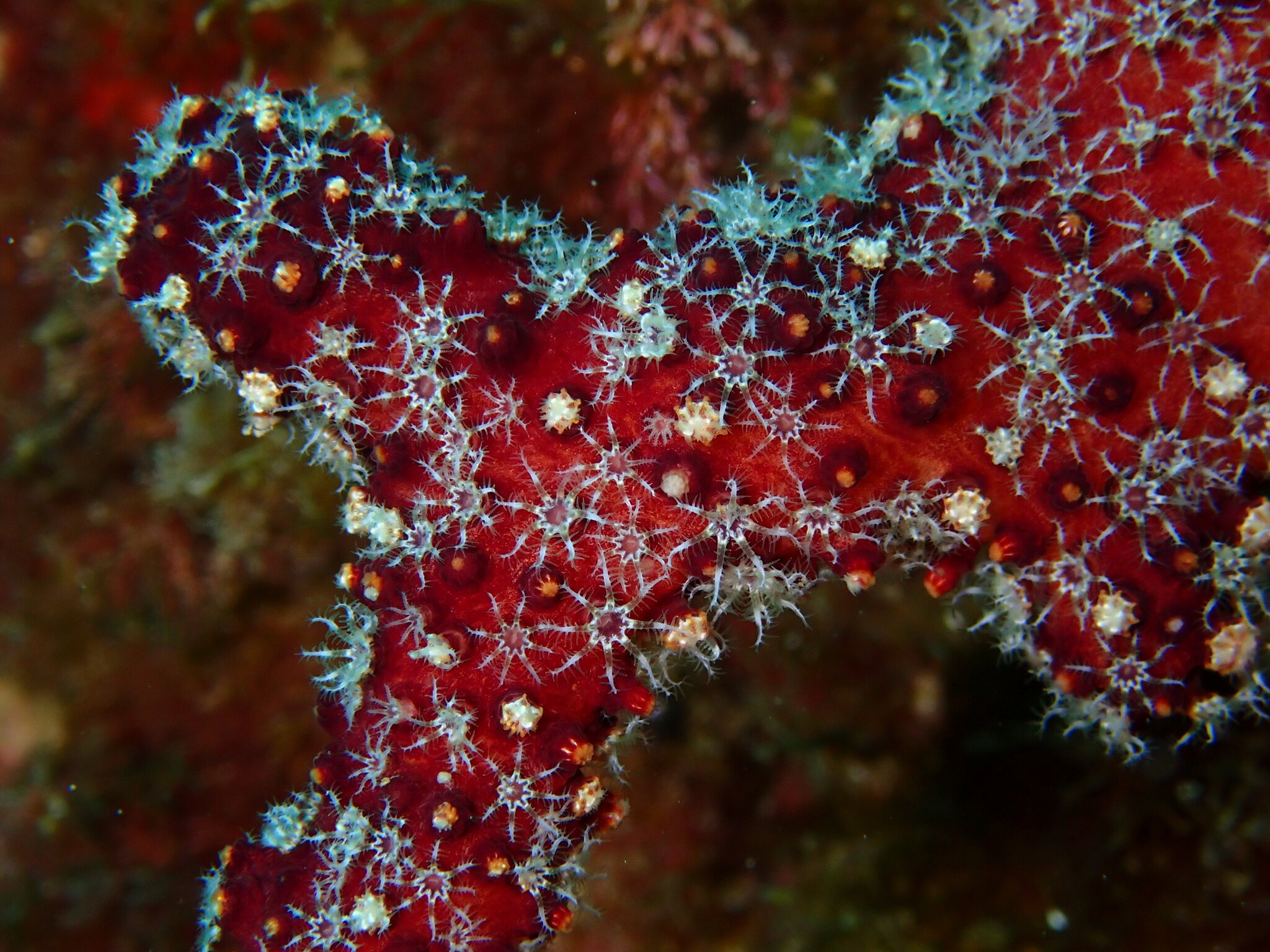 Alcyonium acaule Marion, 1878