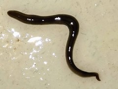 Endeavouria septemlineata