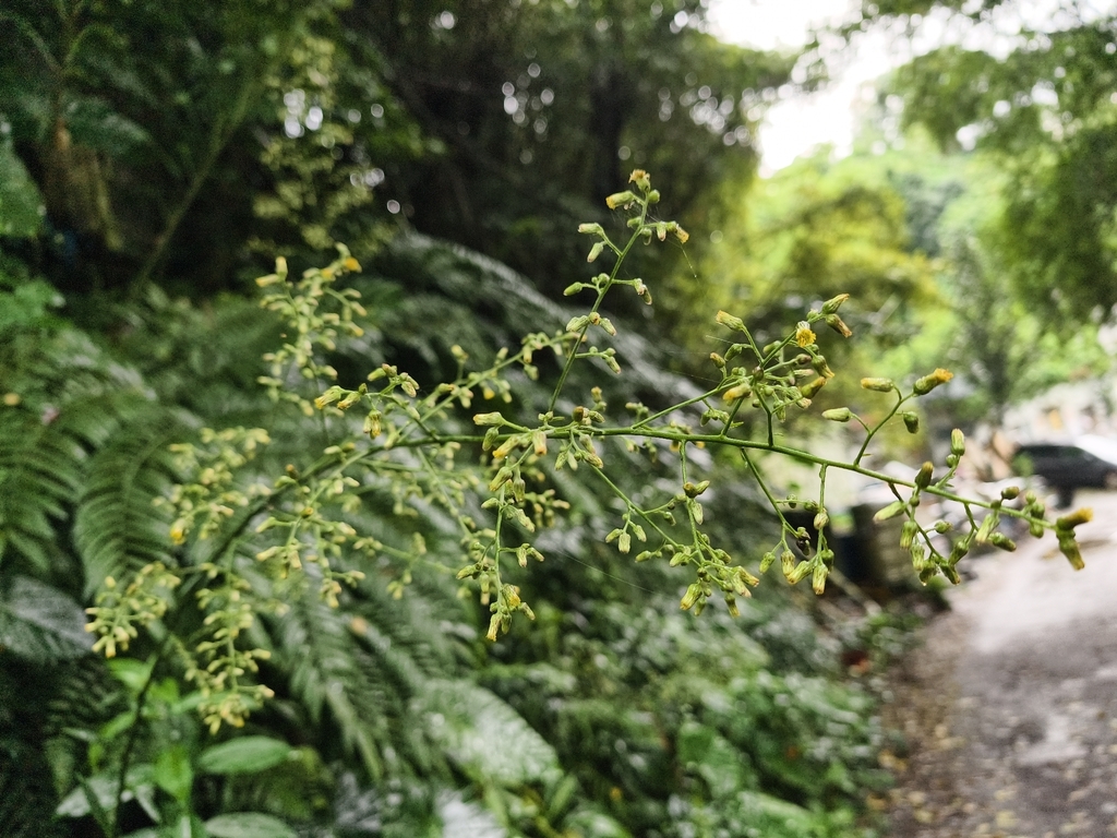 Blumea lanceolaria; photograph (c) Yinling Chen, some rights reserved (CC BY)
