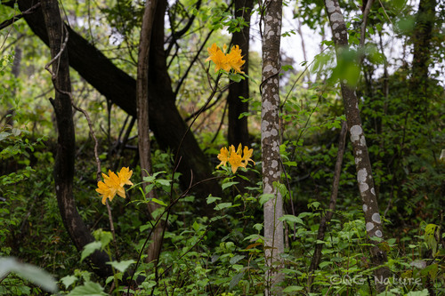 Rhododendron molle, photograph 1