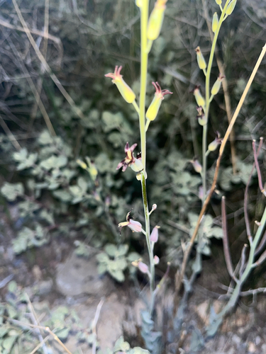 Heartleaf Twistflower (Streptanthus cordatus)