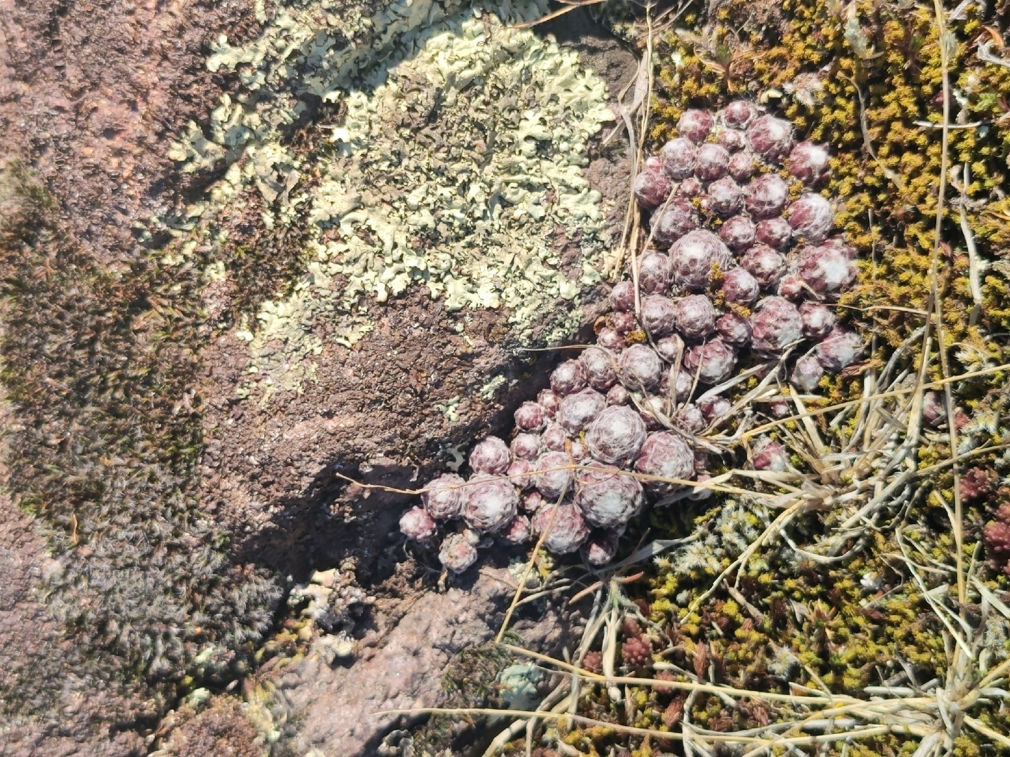 Cobweb Houseleek (Sempervivum arachnoideum)