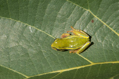 Heterixalus betsileo