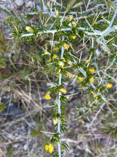 cottonthorn (Tetradymia axillaris)