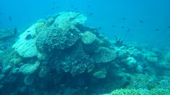 Caesio xanthonota