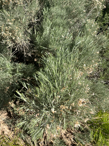 Nevada scalebroom (Lepidospartum latisquamum)