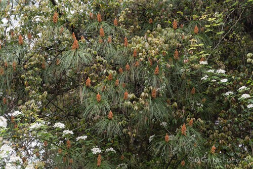 Yunnan pine (Pinus yunnanensis)