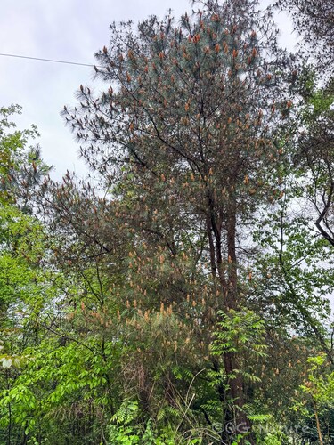 Pinus yunnanensis, photograph 1