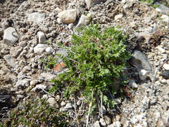 Oxytropis maydelliana