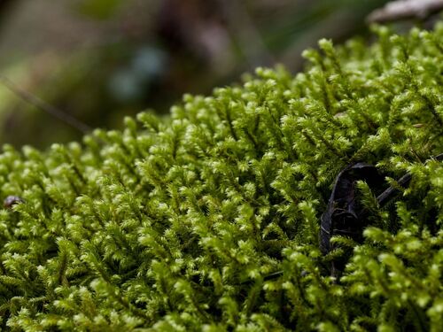 Pendulous Wing-moss (Antitrichia curtipendula)