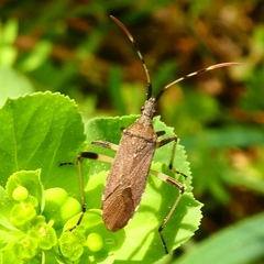 Dicranocephalus albipes