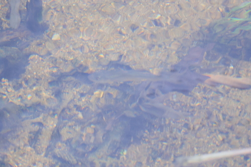Amur minnow (Rhynchocypris lagowskii) — Cyprinidae