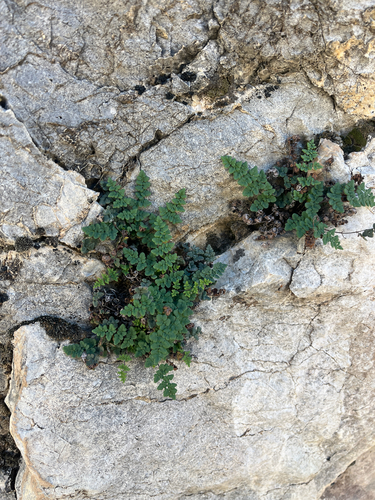 Jones' false cloak fern (Argyrochosma jonesii)
