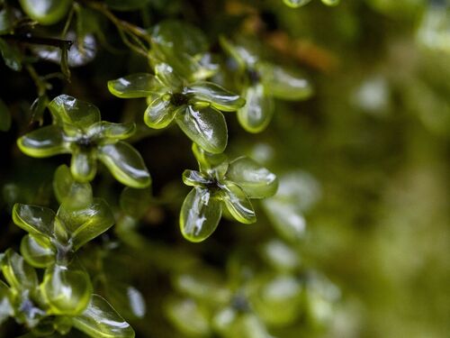 Dotted Thyme-moss (Rhizomnium punctatum)
