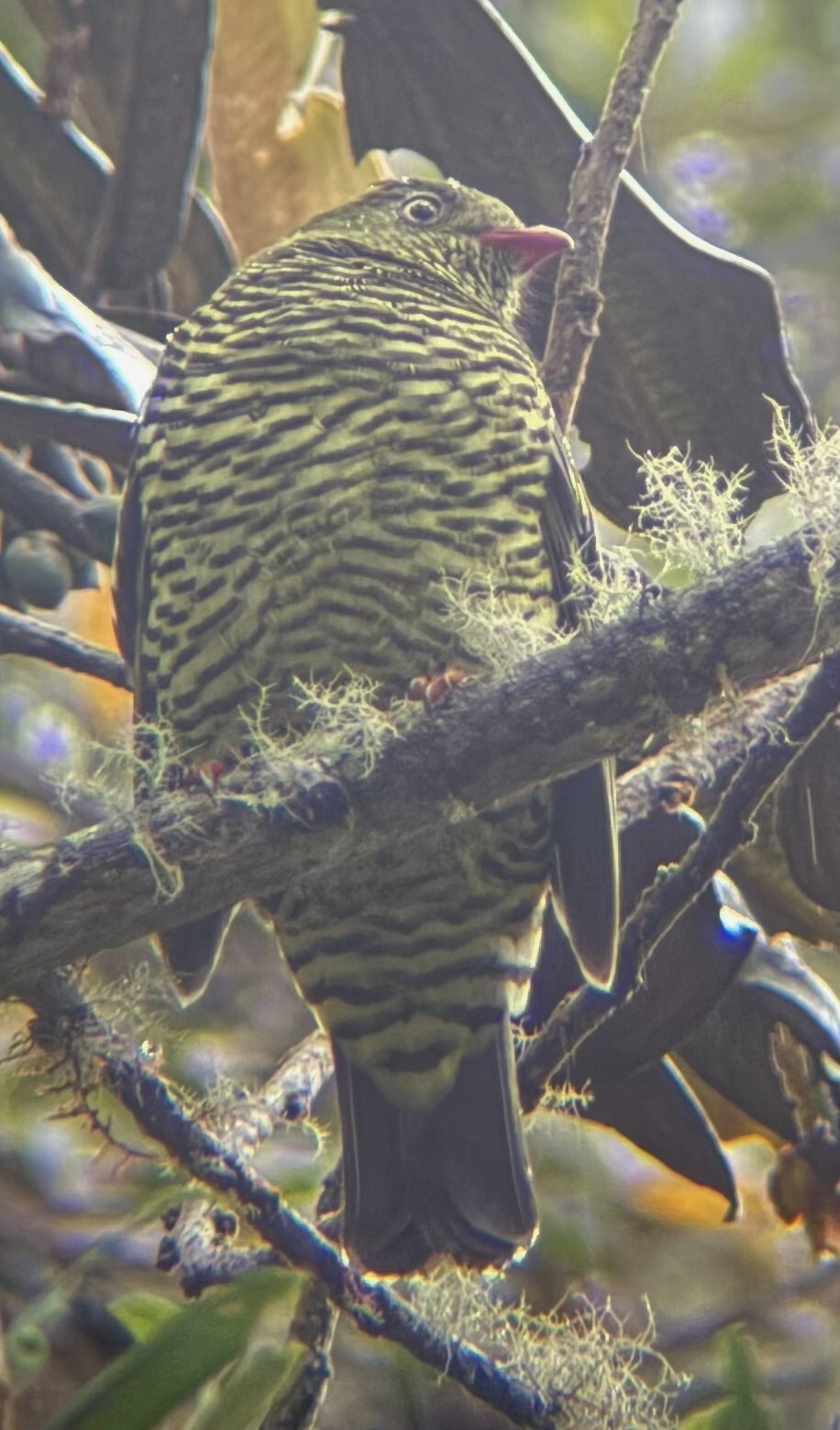 Barred Fruiteater (Pipreola arcuata), photo 4