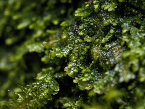 Micheli's Least Pouncewort (Lejeunea cavifolia)