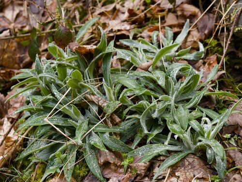 Perennial Cornflower (Centaurea montana)