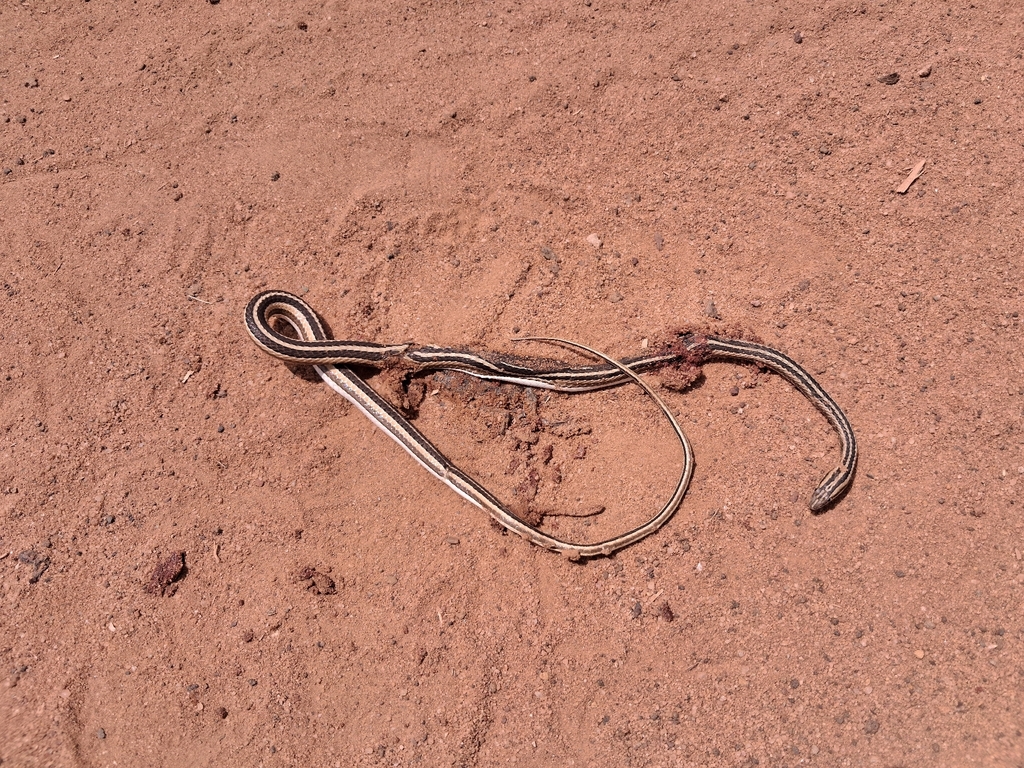Leith's Sand Snake
