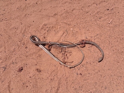 Leith's Sand Snake